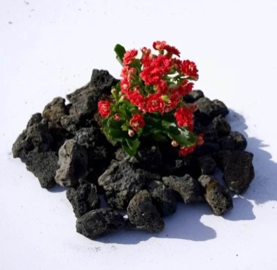 A mound of porous black lava rock with a red flowering plant set into it
