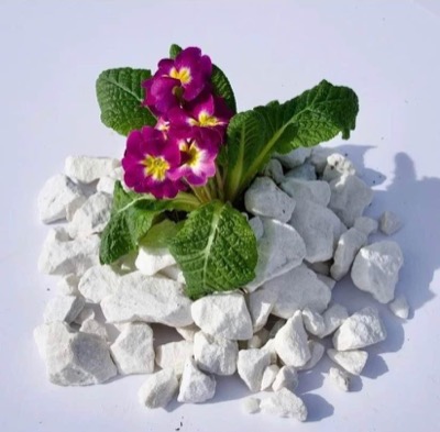 Bright white Mountain White marble chips with a purple primrose planted in the middle